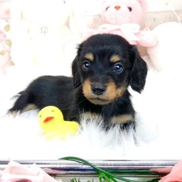 ミニチュアダックスフンド(ロング)【滋賀県・男の子・2024年12月17日・ブラックタン】の写真「男前な男の子⭐️」