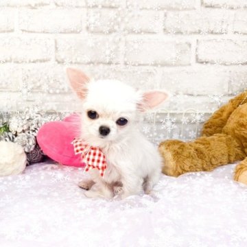 チワワ(ロング)【滋賀県・女の子・2025年6月22日・ホワイト】の写真「小さな小さな女の子✨」