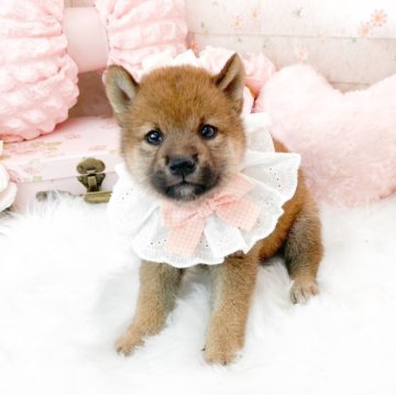 柴犬(標準サイズ)【滋賀県・女の子・2025年7月14日・赤】の写真「遊ぶの大好き❤可愛い女の子🌻」