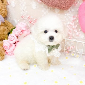 ビションフリーゼ【滋賀県・男の子・2025年6月30日・ホワイト】の写真「とっても小さな男の子🐶✨」