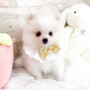 ポメラニアン【滋賀県・男の子・2025年9月8日・パーティーカラー】の写真「とっても可愛い男の子🩷」