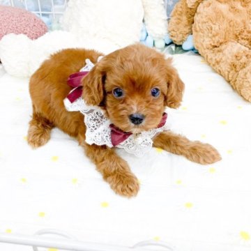 【滋賀県・女の子・2025年6月28日・レッドアンドホワイト】の写真「とっても可愛い女の子🎀」