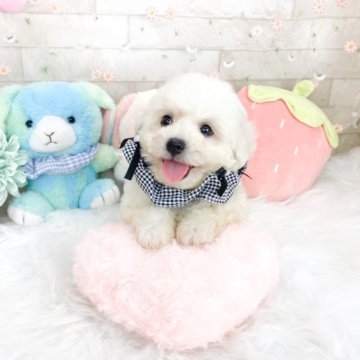 ビションフリーゼ【滋賀県・男の子・2025年4月30日・ホワイト】の写真「甘えん坊の可愛い男の子🍀」