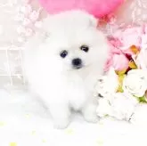 ポメラニアン