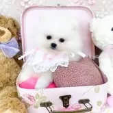 ポメラニアン
