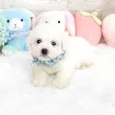 ビションフリーゼ