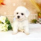 ビションフリーゼ【滋賀県・男の子・2025年9月17日・ホワイト】の写真1