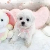ビションフリーゼ