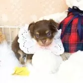 チワワ(ロング)【滋賀県・女の子・2025年10月11日・チョコタン】の写真1