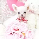 チワワ(ロング)