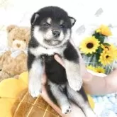 柴犬(標準サイズ)