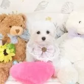 マルチーズ