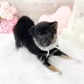 豆柴