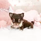 チワワ(ロング)