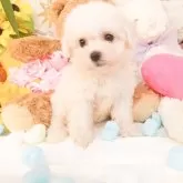 ビションフリーゼ