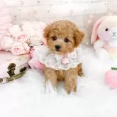 ティーカッププードル