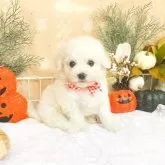 ビションフリーゼ