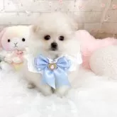 ポメラニアン
