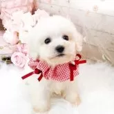 ビションフリーゼ