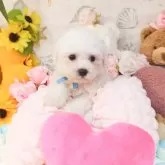 ビションフリーゼ