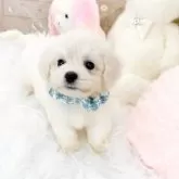ビションフリーゼ