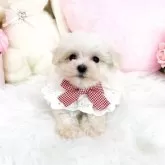 マルチーズ