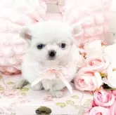 チワワ(ロング)