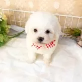 ビションフリーゼ