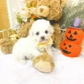 ビションフリーゼ