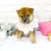 柴犬(標準サイズ)