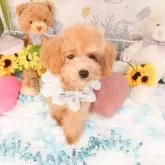 ティーカッププードル