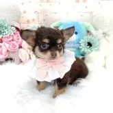 チワワ(ロング)