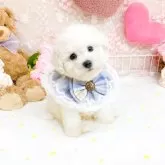ビションフリーゼ