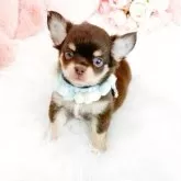 チワワ(ロング)