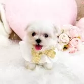 マルチーズ