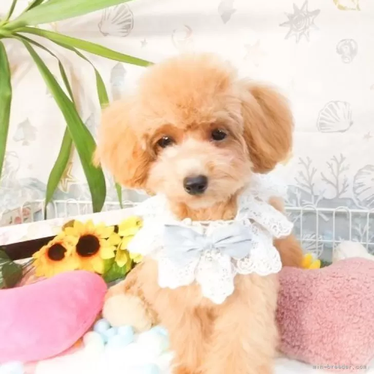 ファークラフト ぬいぐるみ　ティーカッププードル　犬 楽天市場】ファークラフト 抱き型ティーカッププードル【送料