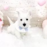 ウエストハイランドホワイトテリア【滋賀県・男の子・2025年8月6日・ホワイト】の写真2