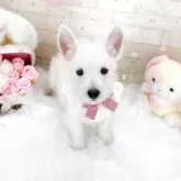 ウエストハイランドホワイトテリア【滋賀県・女の子・2025年8月6日・ホワイト】の写真2