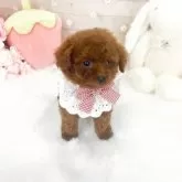 タイニープードル【滋賀県・女の子・2025年9月1日・レッドフォーン】の写真2