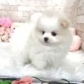 ポメラニアン【滋賀県・男の子・2025年3月13日・パーティーカラー】の写真2