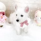 ウエストハイランドホワイトテリア【滋賀県・女の子・2025年8月6日・ホワイト】の写真3