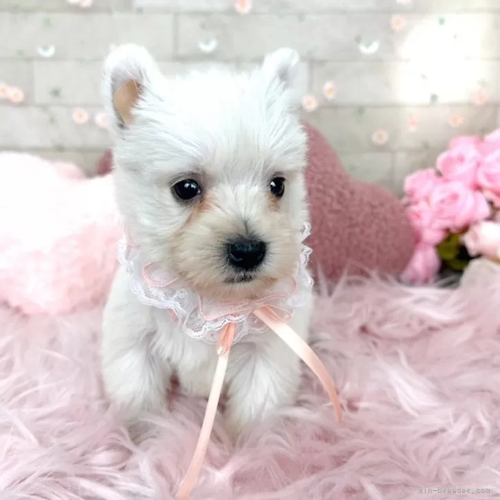 ID：2405-05519の子犬