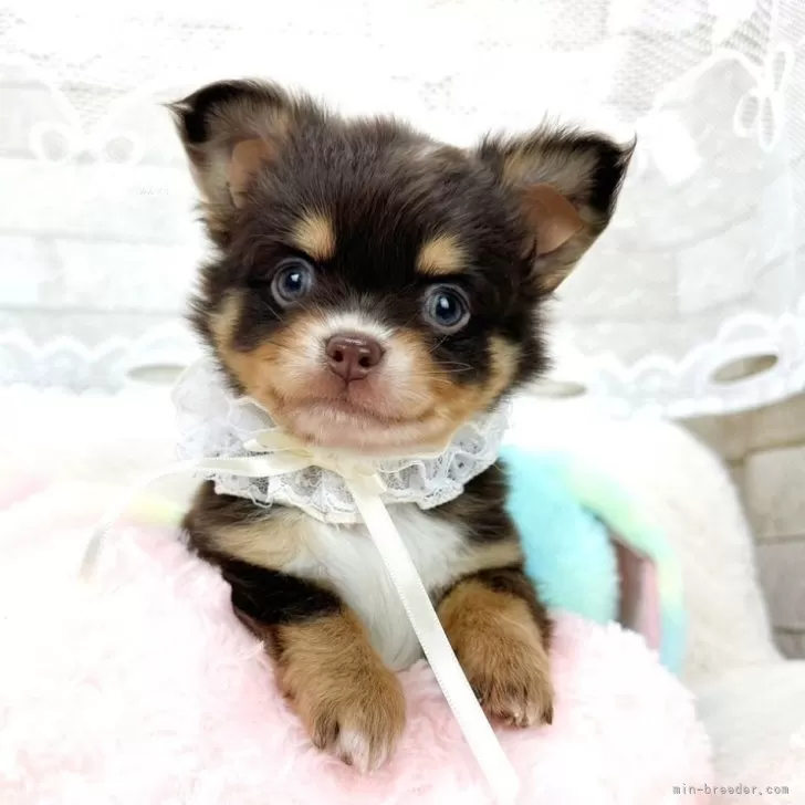 ID:2404-03592の子犬