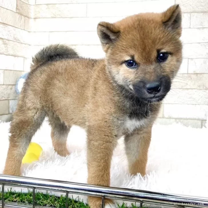 ID:2404-00857の子犬