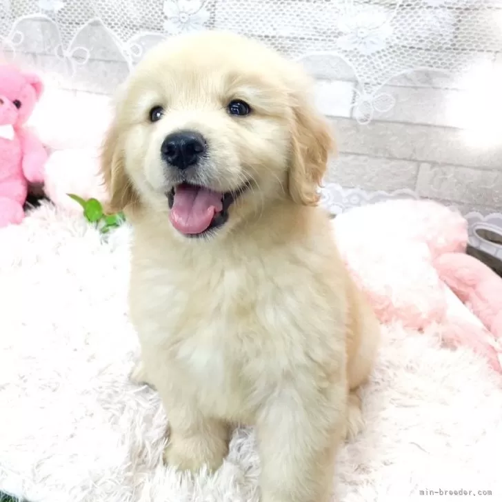 ID：2404-00424の子犬