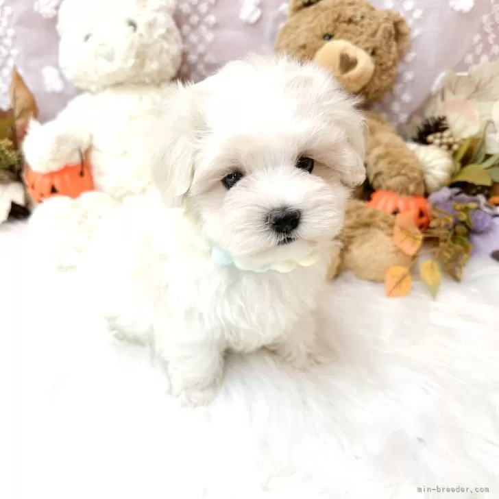 ID:2410-03170の子犬