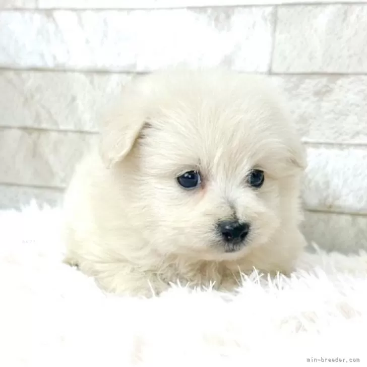 ID:2403-05504の子犬
