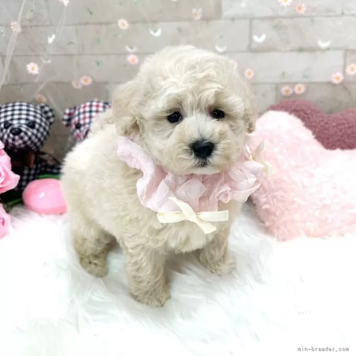 ID:2406-00586の子犬