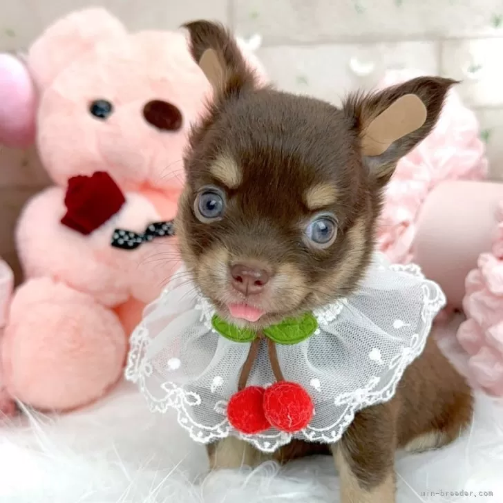 ID:2407-06954の子犬