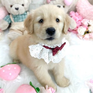 ゴールデンレトリバー【滋賀県・女の子・2024年4月23日・ゴールド】の写真「おっとり甘えん坊さんな女の子🐶💕特別大特価‼️」